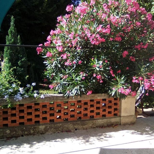 Le Petit Palais Maisonnette Aparthotel Avignone Esterno foto